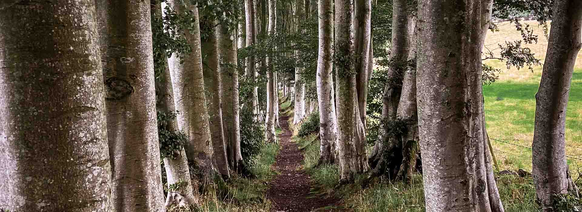 Path in the middle of wooded area