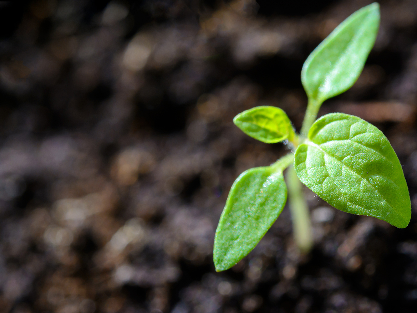 Innovation Skills – How do you grow a business? Innovation Skills – How do you grow a business?