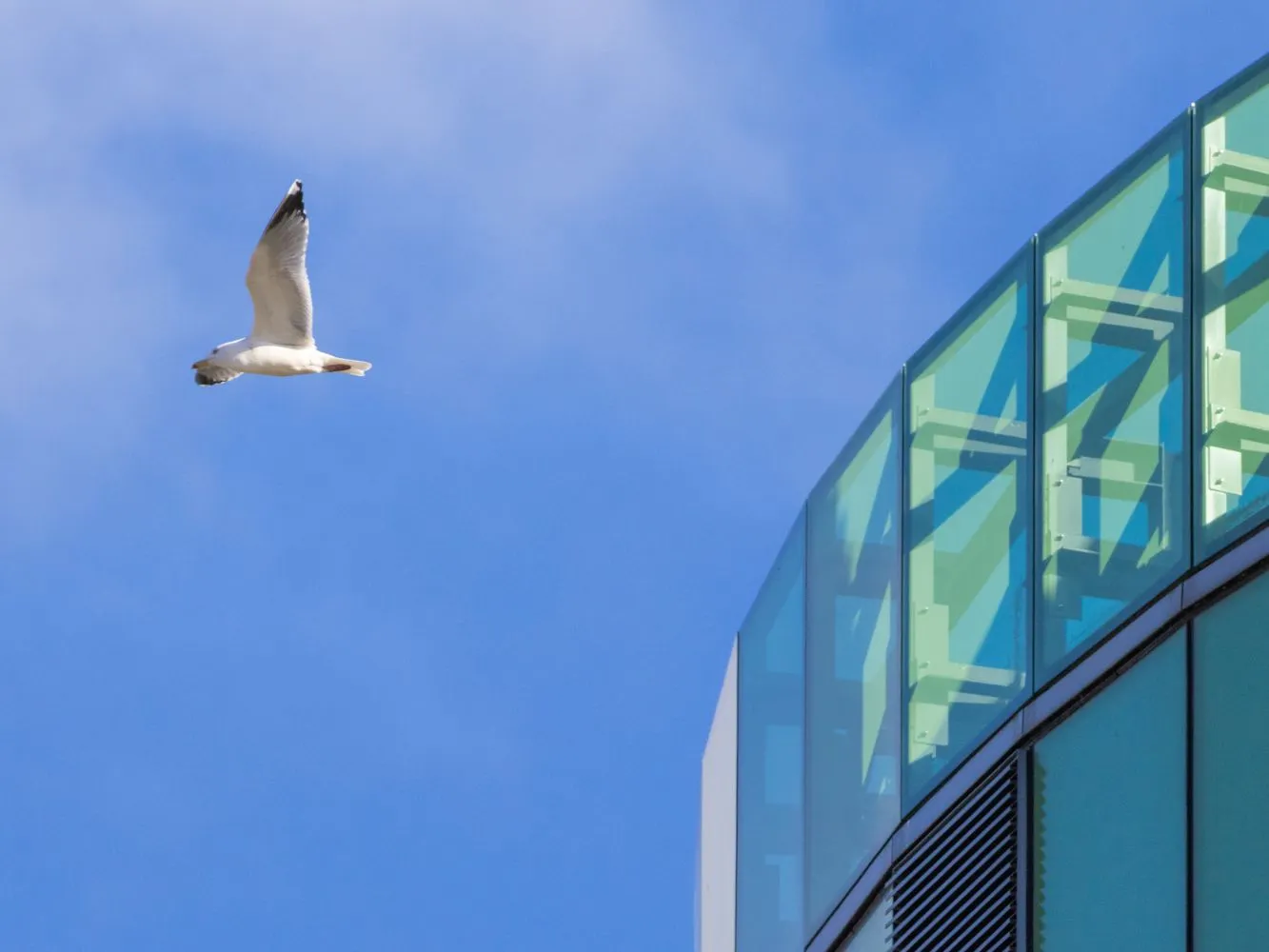 European Herring Gull flying near the top of the RGU library building