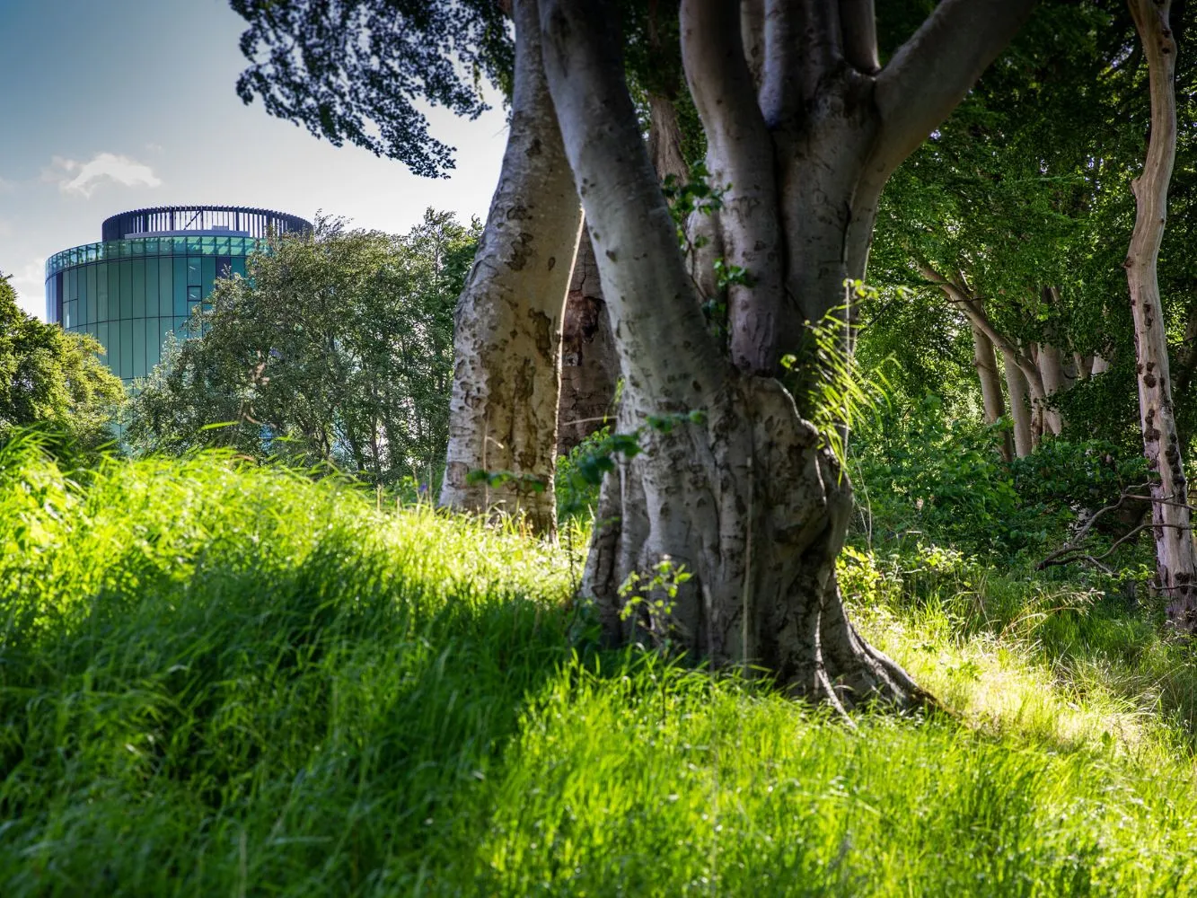Robert Gordon University's campus with the library building behind a group of trees