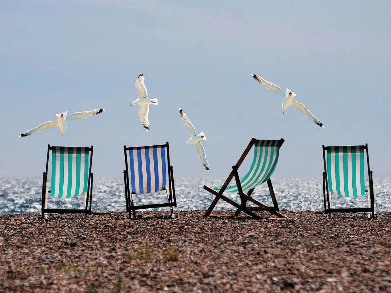 Seagulls and deck chairs on a beach