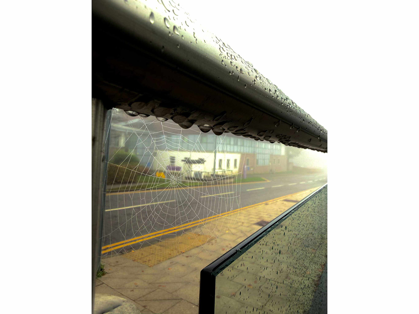 2nd Place - Neda Spence spider web on a bus stop at RGU campus
