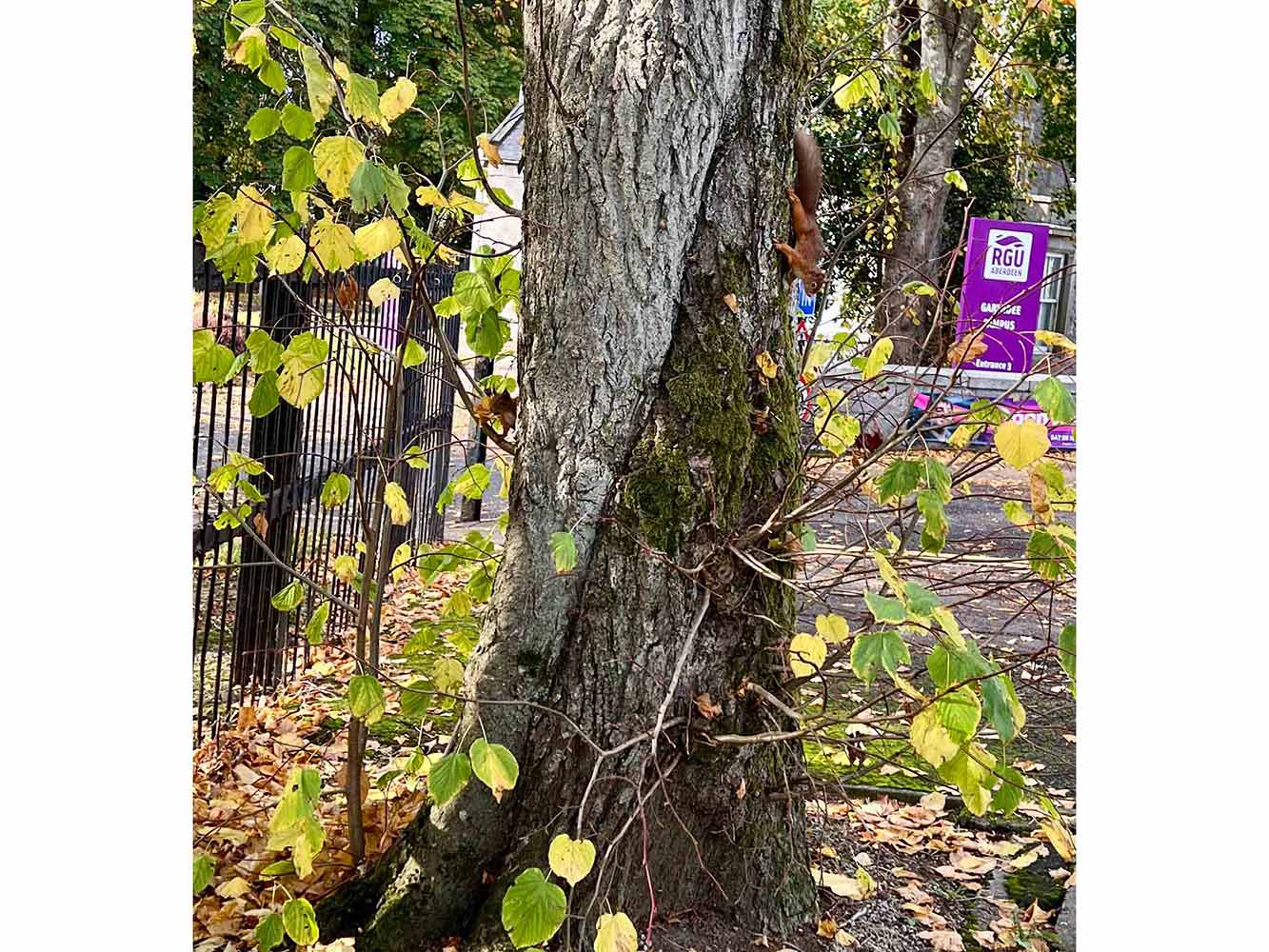 Highly Commended - Ian Anderson squirrell on a tree at RGU campus