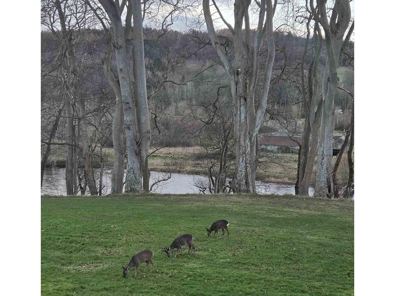 Highly Commended - Jeanette Bradley deer eating grass by the river dee