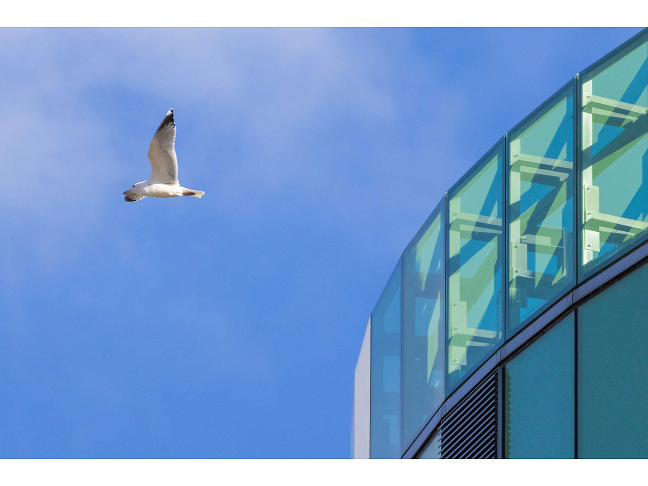 Highly Commended - Jiri Vaigl seagull flying past the rgu library tower