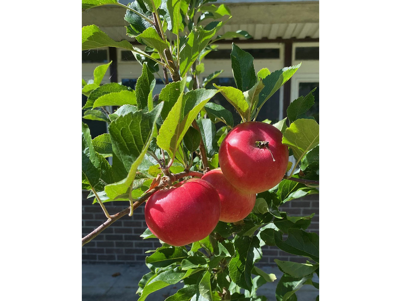 three bright red apples on a tree