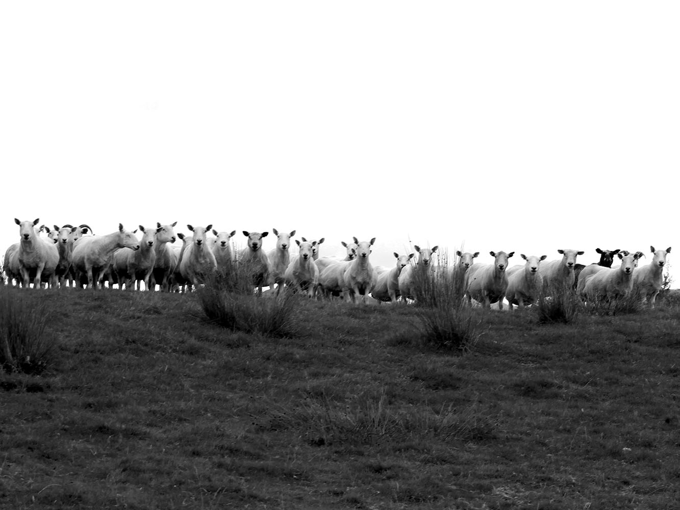 Group of sheep in a field in black and white