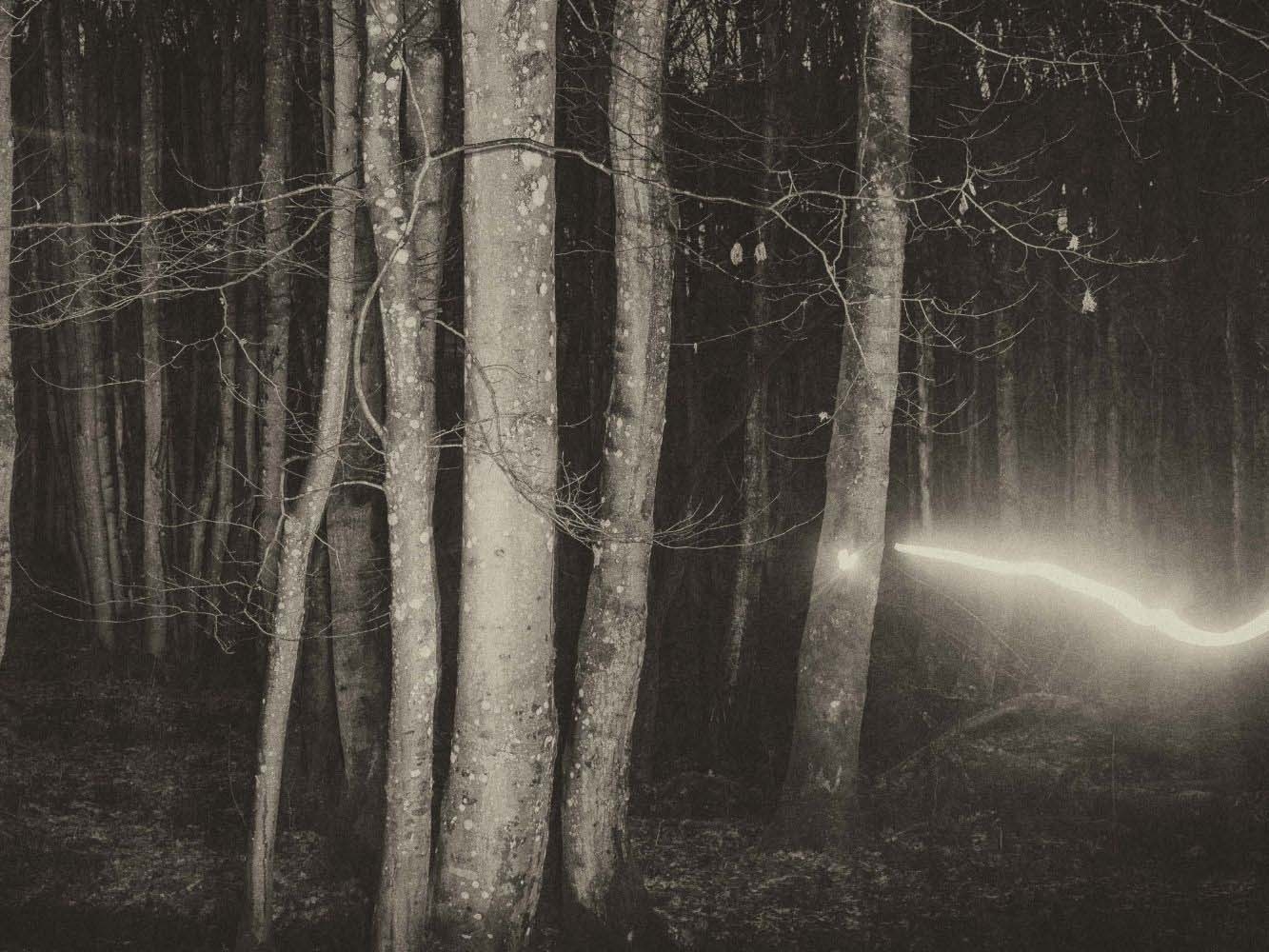 Woodland at night with a flash of light in the right corner