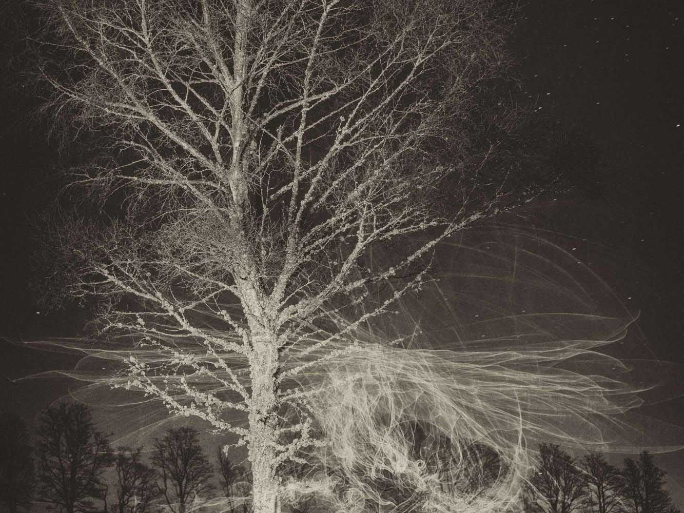 Top of trees in woodland at night with flashes of light
