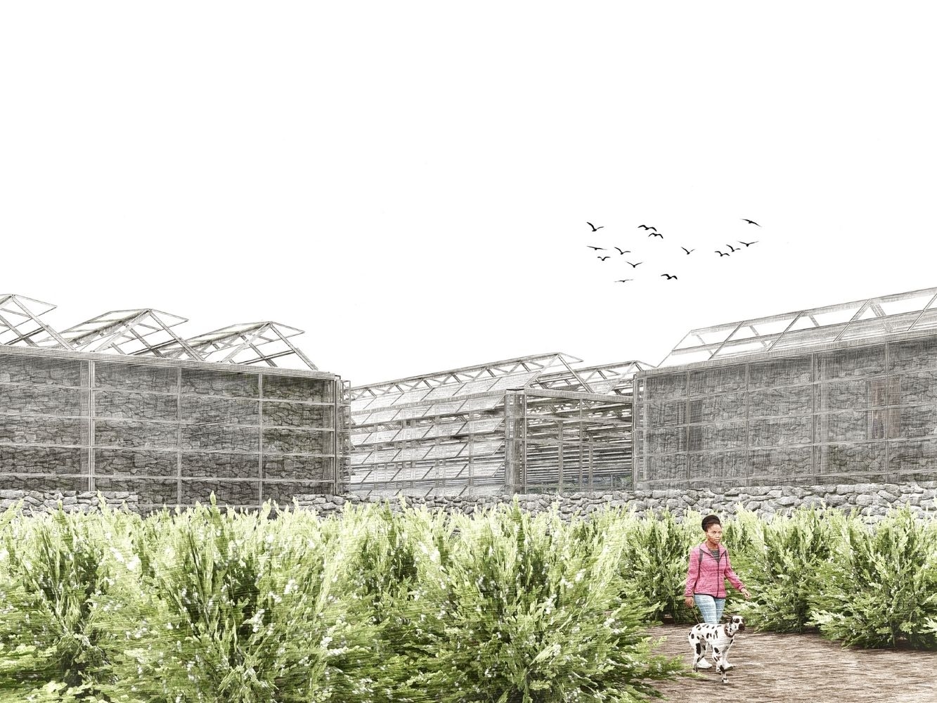 Architectural rendering of horticulture facility with an adjoining gin distillery exterior