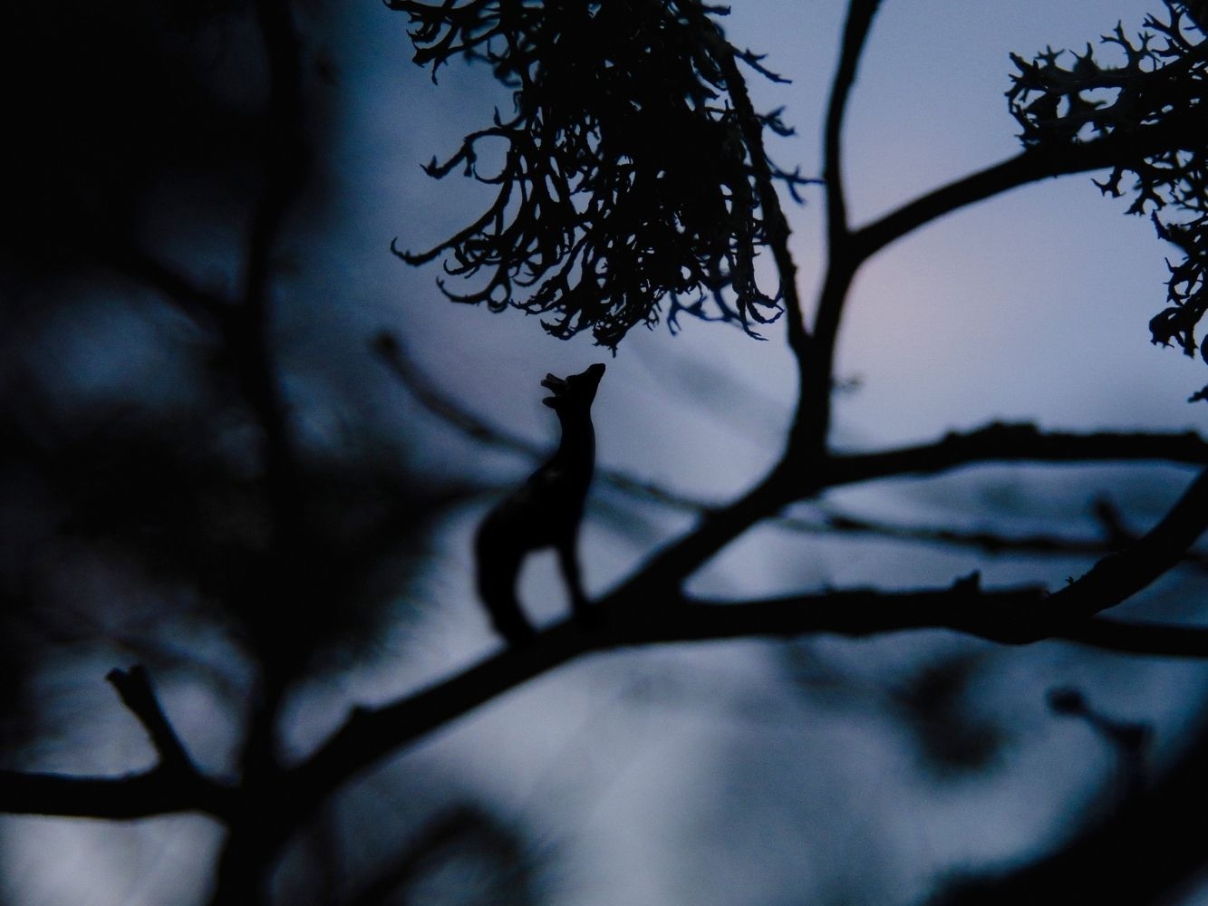 Photography of tree branches at night with a small, shadowed giraffe standing on top of a branch reaching up to leaves 