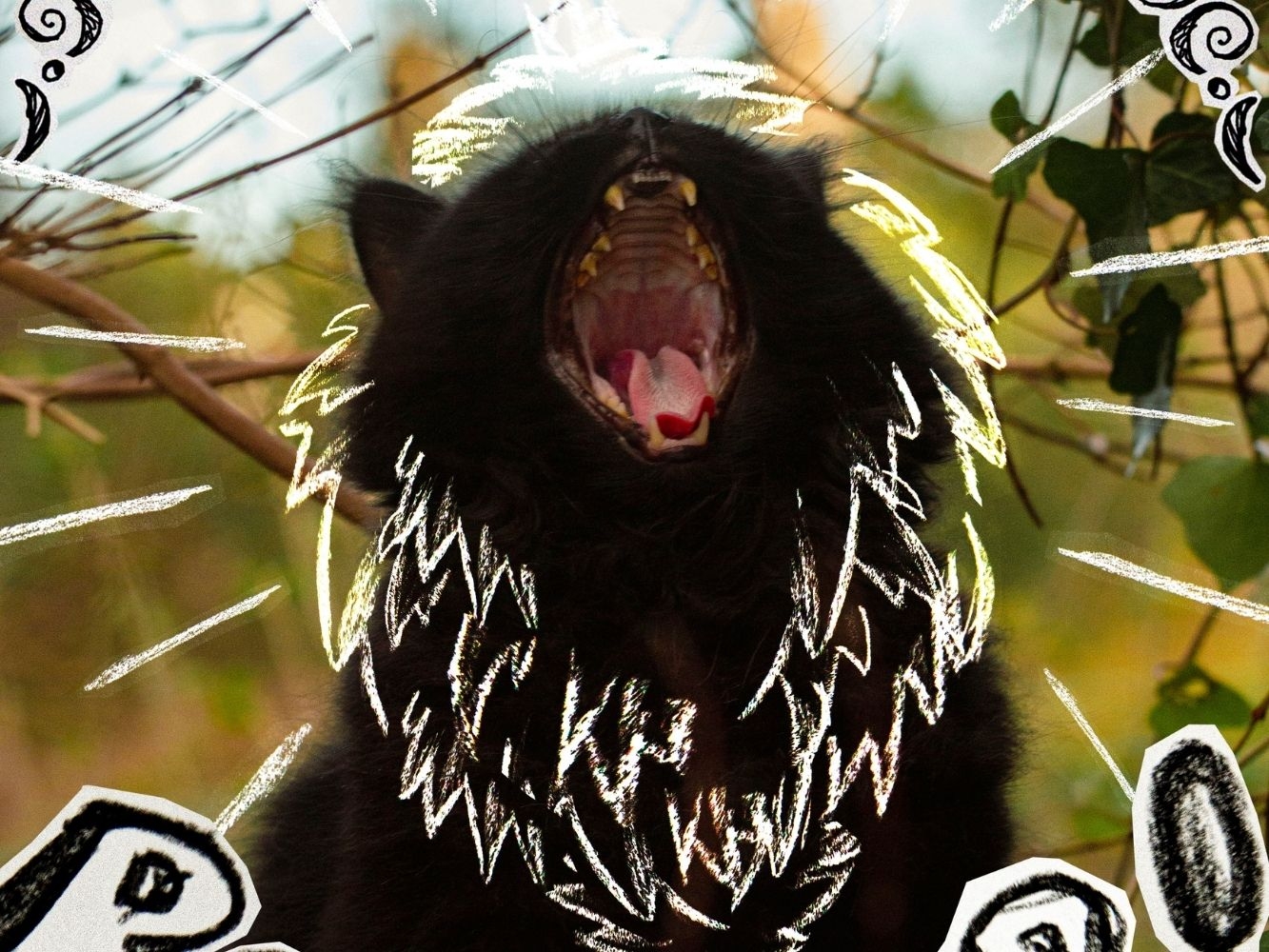 Photograph of a black cat yawning with a lion's mane illustrated over it in white lines