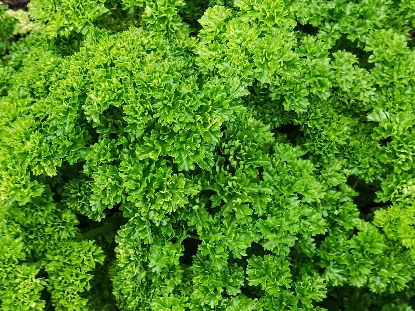 Parsley