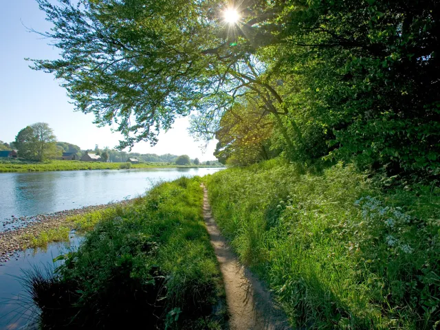 sun shining through trees along the river dee