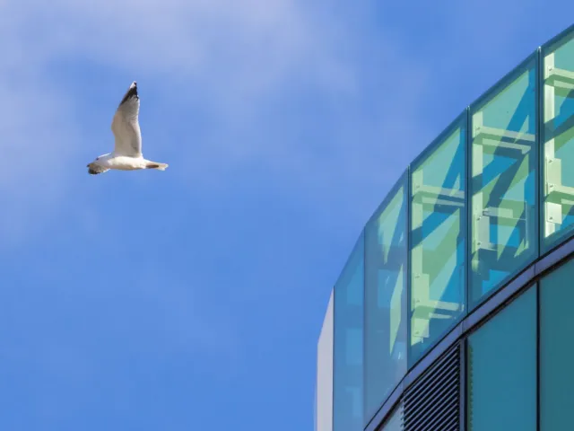 European Herring Gull flying near the top of the RGU library building