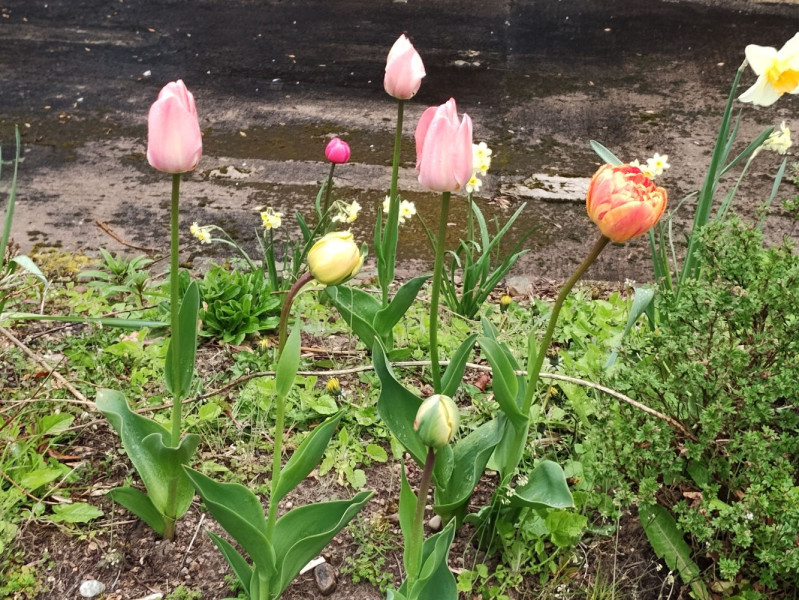 Flowers from the garden