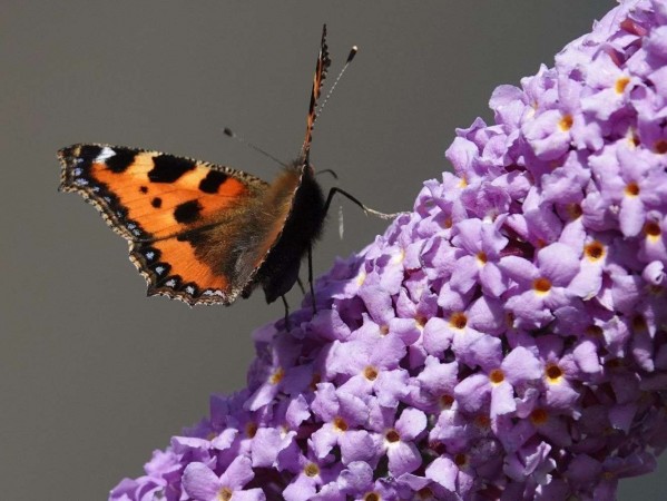 Nice flower and butterfly Nice flower and butterfly