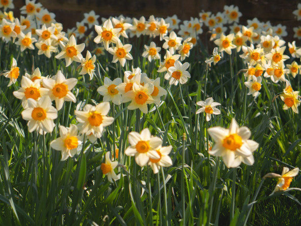Daffodils Daffodils