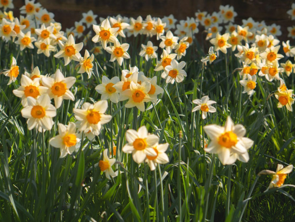 Daffodils