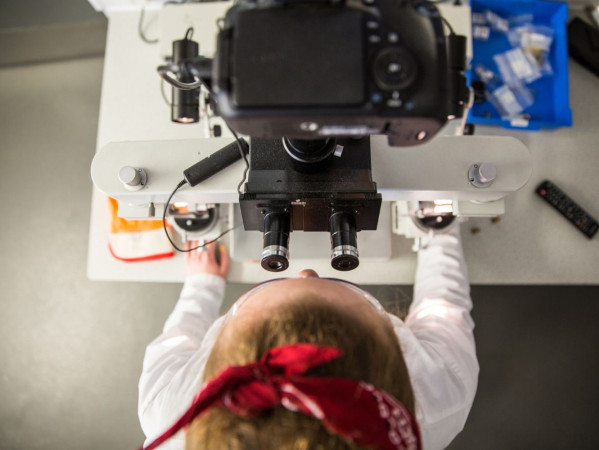 A woman looks into a microscope