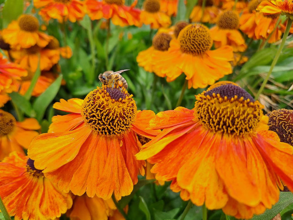 Close up of a bee on some orange flowers (Image taken by Andrea Britton from The James Hutton Institute)