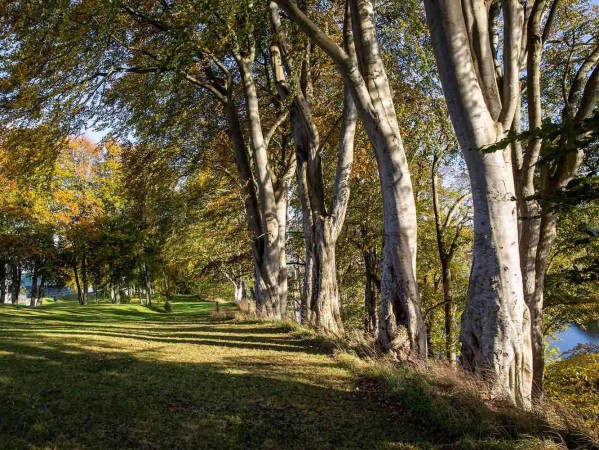 Line of trees on campus