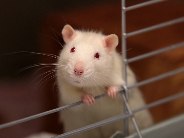 Research Involving Animals Research Involving Animals
