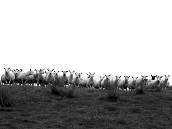 Image from GSA student Laura Cameron's 'A Farmer's LIfe' project showing a herd of sheep Image from GSA student Laura Cameron's 'A Farmer's LIfe' project showing a herd of sheep
