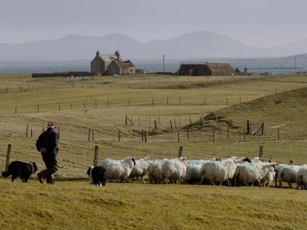 Image shows a crofter with sheep in South Uist on the Western Isles.
