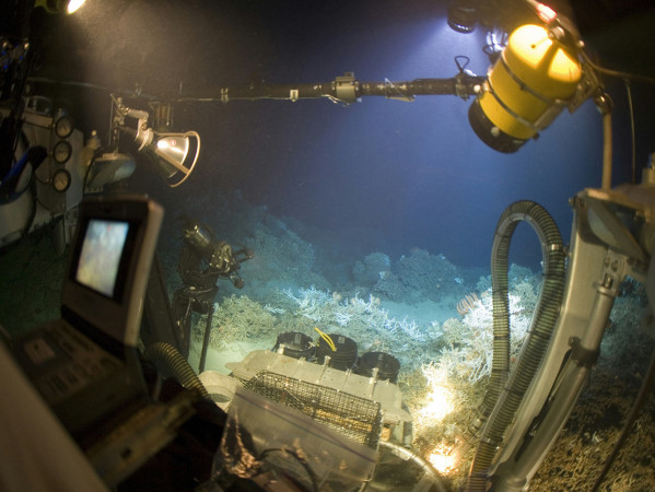 ocean bed view from a submersible