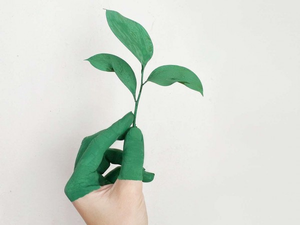 person holding leaves