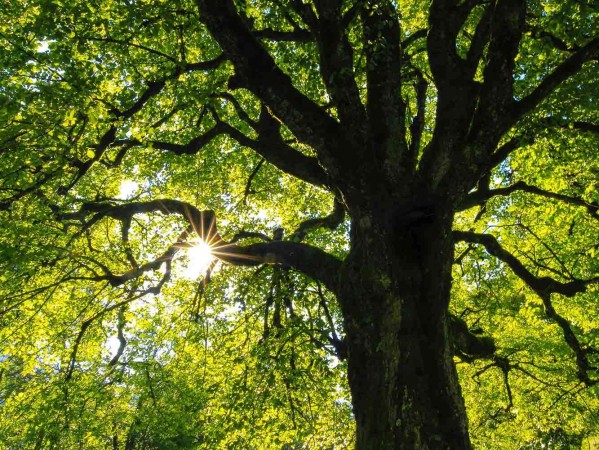 sunlight through a tree